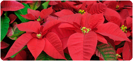 Le poinsettia